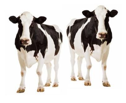 Eating cloned animals: Are we? their milk?